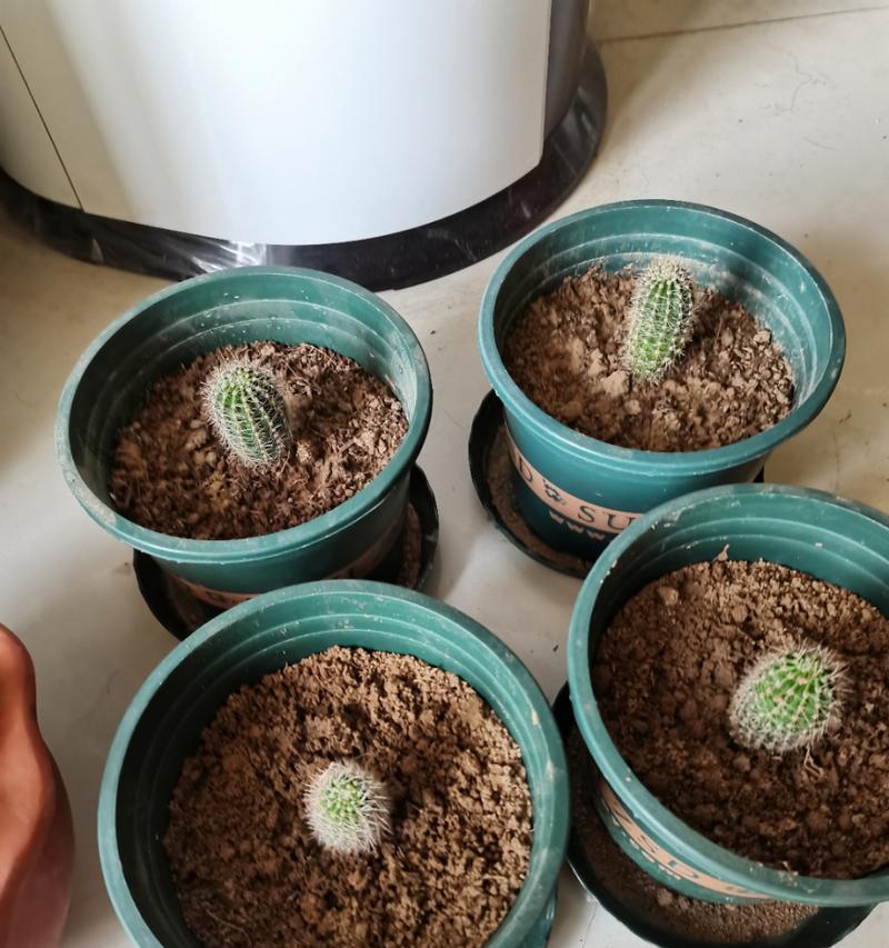 仙人球选择花盆种植的技巧是什么？