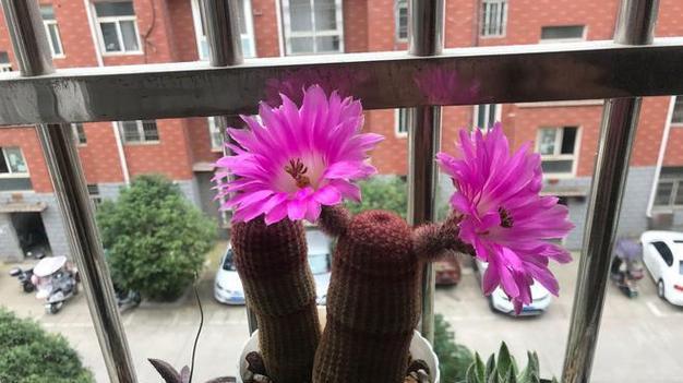 仙人球选择花盆种植的技巧是什么？