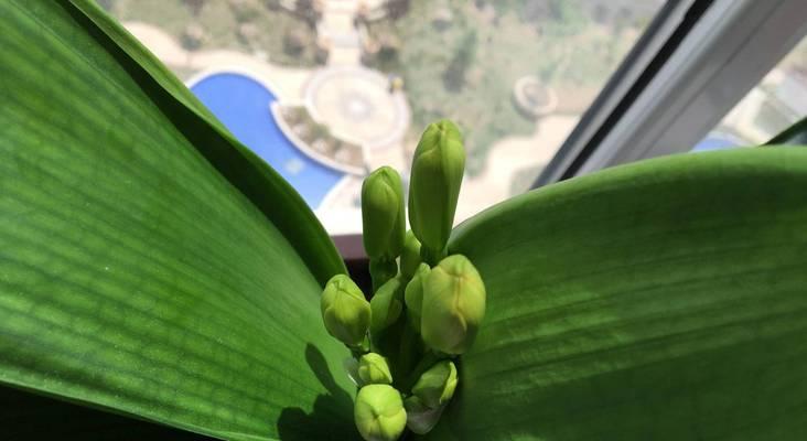 君子兰发出侧芽的原因是什么？