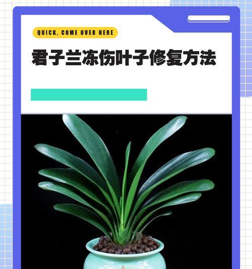 君子兰发出侧芽的原因是什么？