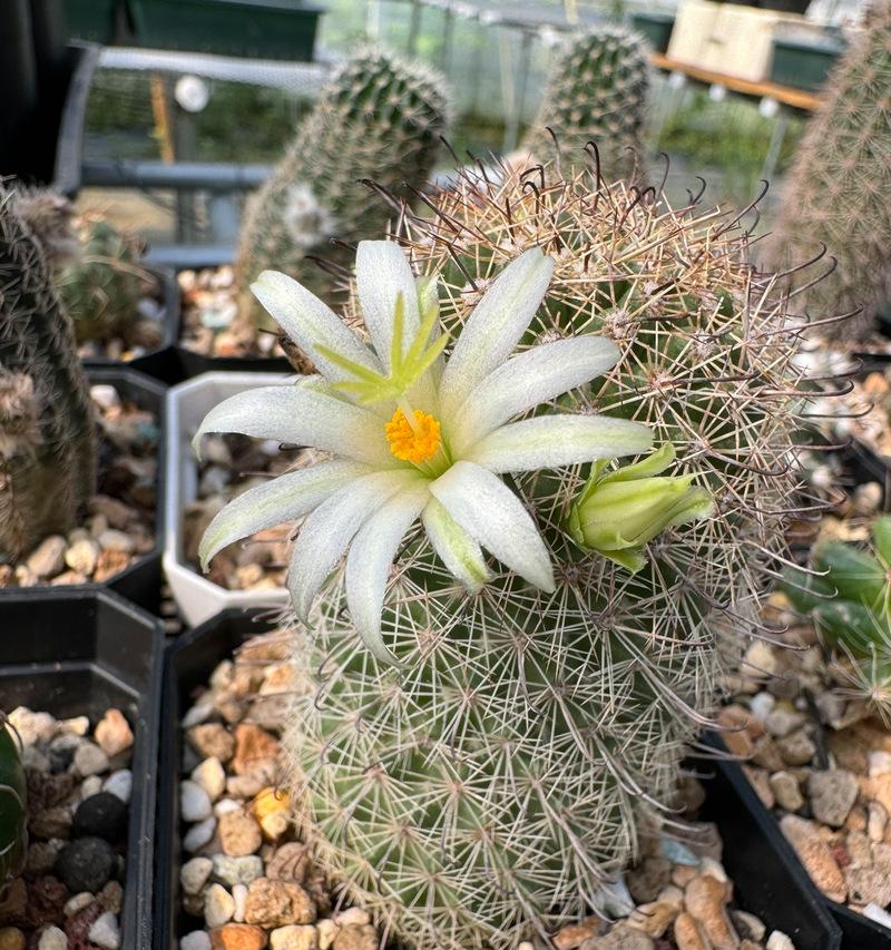 仙人球开花后缩球怎么办？