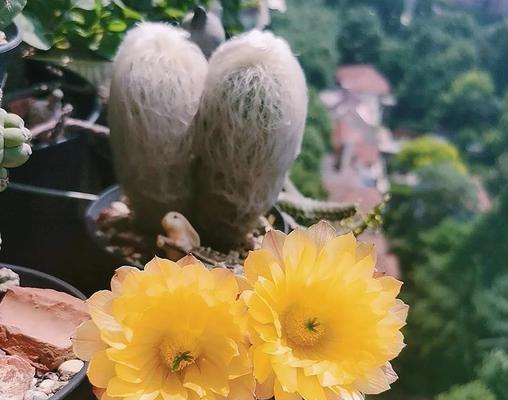 仙人球开花后缩球怎么办？