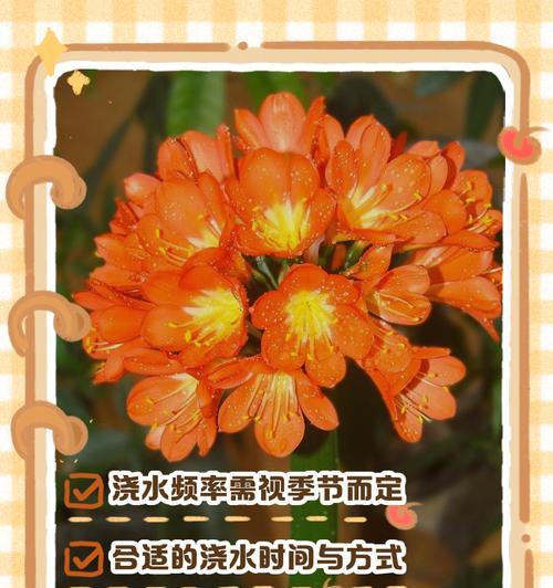 君子兰带花时如何养护和浇水？
