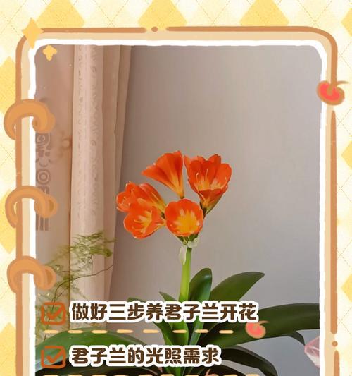君子兰带花时如何养护和浇水？