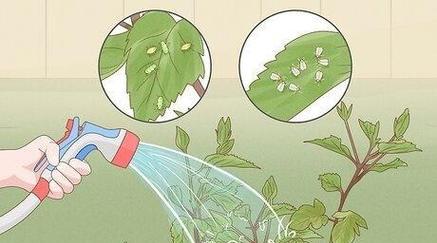 如何快速促进玫瑰花生长？