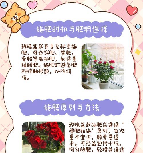 如何快速促进玫瑰花生长？