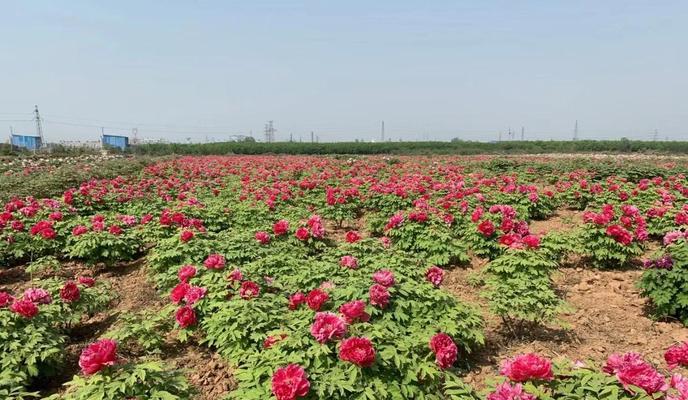 芍药花苗与牡丹花的区别是什么？