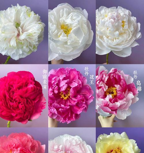芍药花苗与牡丹花的区别是什么？