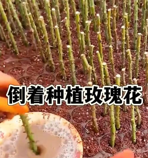 玫瑰花最佳种植季节是什么时候？