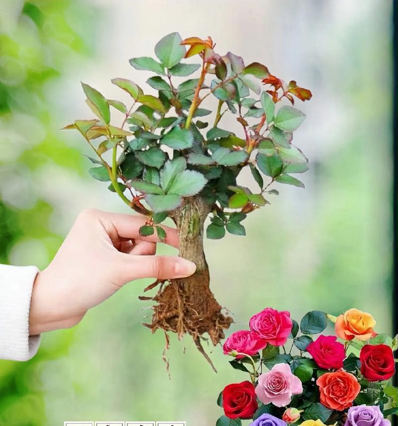 玫瑰花最佳种植季节是什么时候？