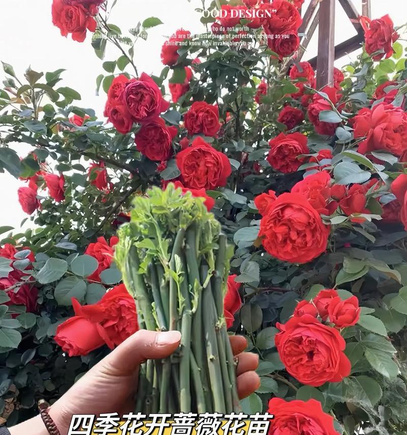 玫瑰花最佳种植季节是什么时候？