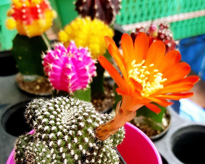 重瓣花色仙人球的养护和管理方法？
