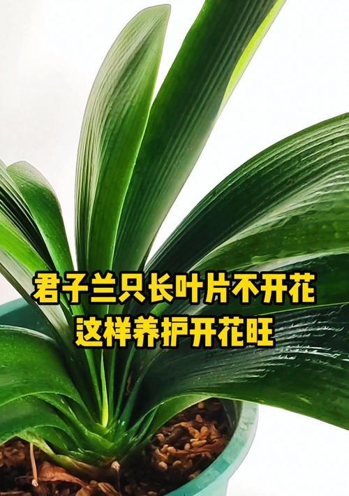 君子兰超大叶片的养护技巧是什么？