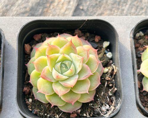 如何养活超大的玫瑰花？