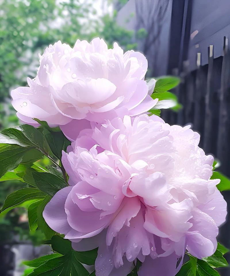 牡丹花鲜花瓣的用途是什么？