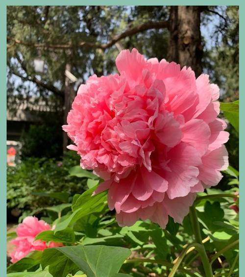 牡丹花鲜花瓣的用途是什么？