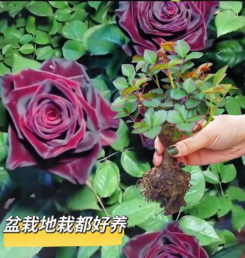 阿尔巴玫瑰花的养殖方法是什么？