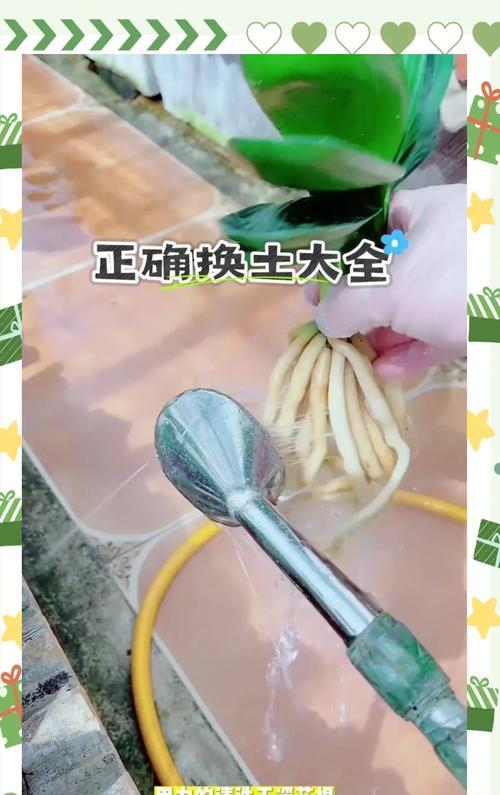 初秋种植君子兰需要注意什么？
