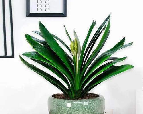 初秋种植君子兰需要注意什么？