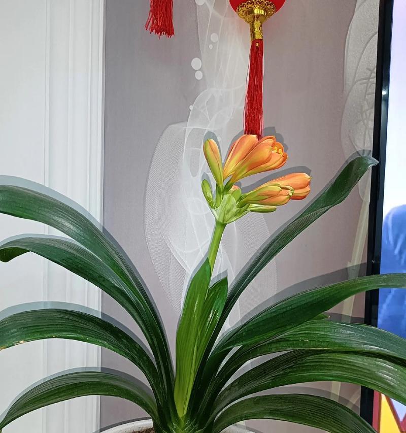 老杨花卉君子兰的养护秘诀是什么？