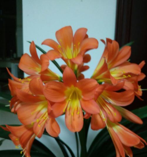 老杨花卉君子兰的养护秘诀是什么？