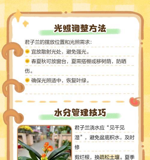 君子兰施肥后浇水的原因是什么？