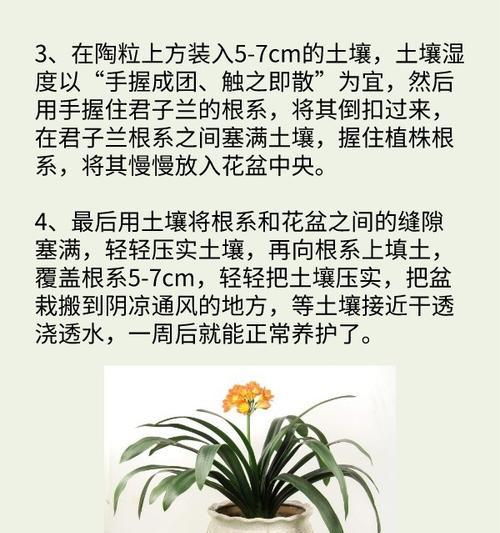 君子兰换土时如何正确处理根部和浇水？