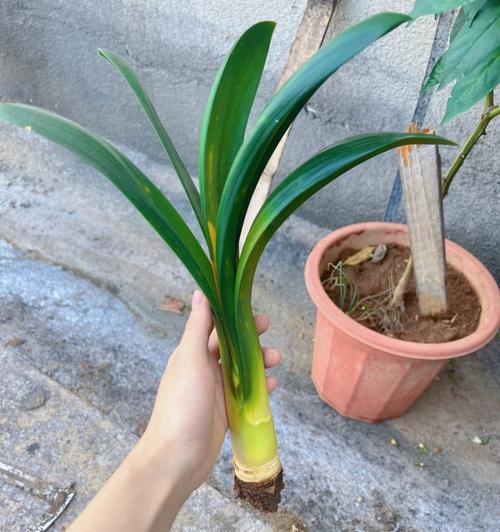 君子兰换土时如何正确处理根部和浇水？