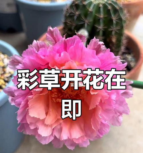 彩草群生仙人球的养殖方法是什么？