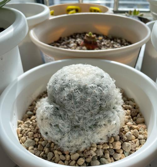 多刺仙人球品种的名称是什么？