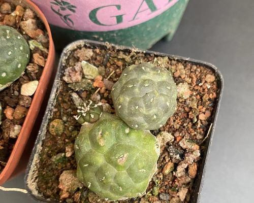 多刺仙人球品种的名称是什么？