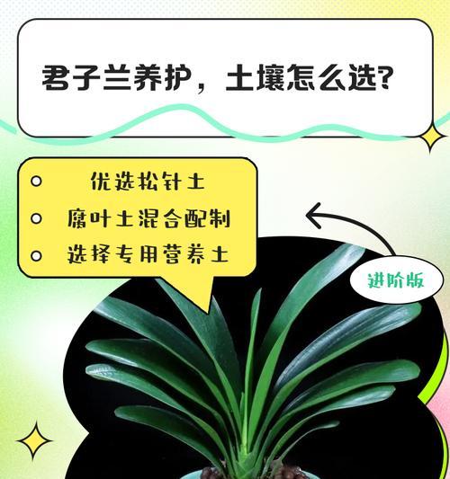 君子兰专用土的种类和特点是什么？