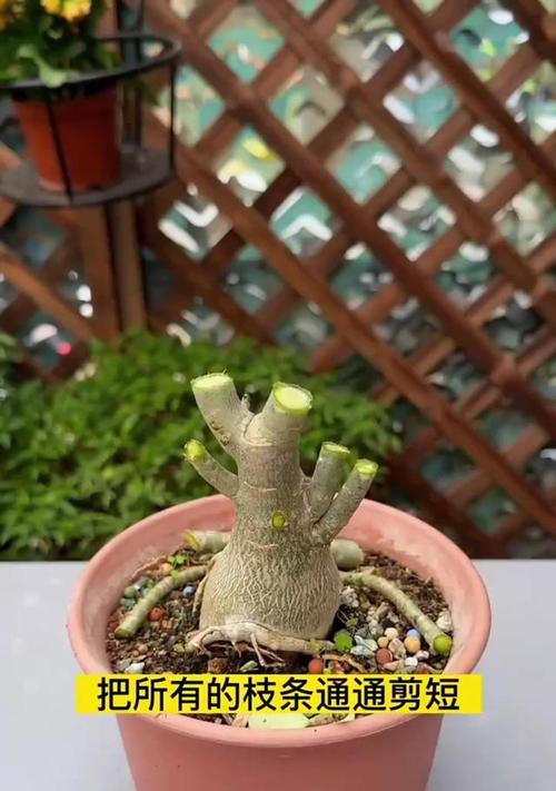玫瑰花的最佳修剪方法是什么？