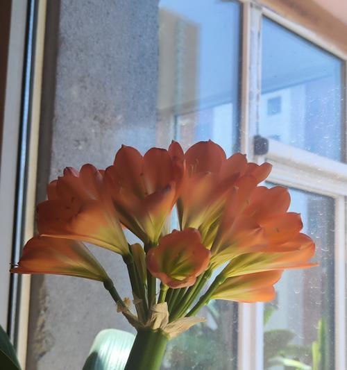 君子兰开花20朵有何特殊含义？