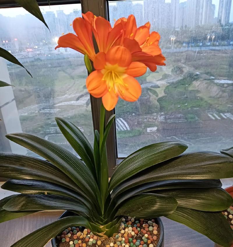 君子兰开花20朵有何特殊含义？