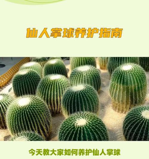 仙人球花的配土、养护和浇水方法是什么？