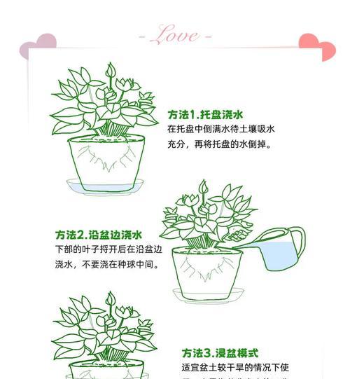 仙人球花的配土、养护和浇水方法是什么？