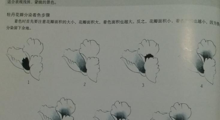 深红双色牡丹花的养护和管理技巧有哪些？