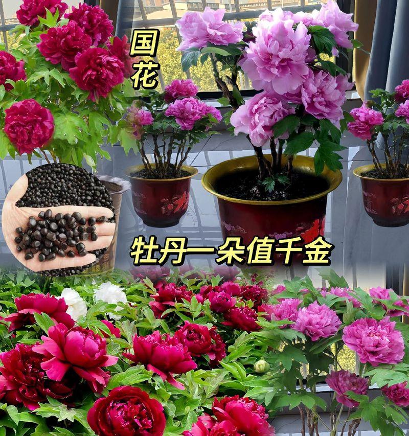 深红双色牡丹花的养护和管理技巧有哪些？