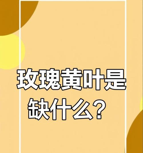 玫瑰花秋天黄叶是正常现象吗？