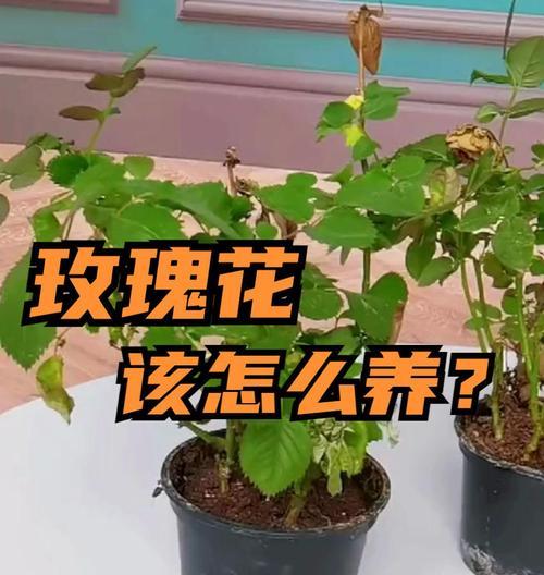 玫瑰花秋天黄叶是正常现象吗？