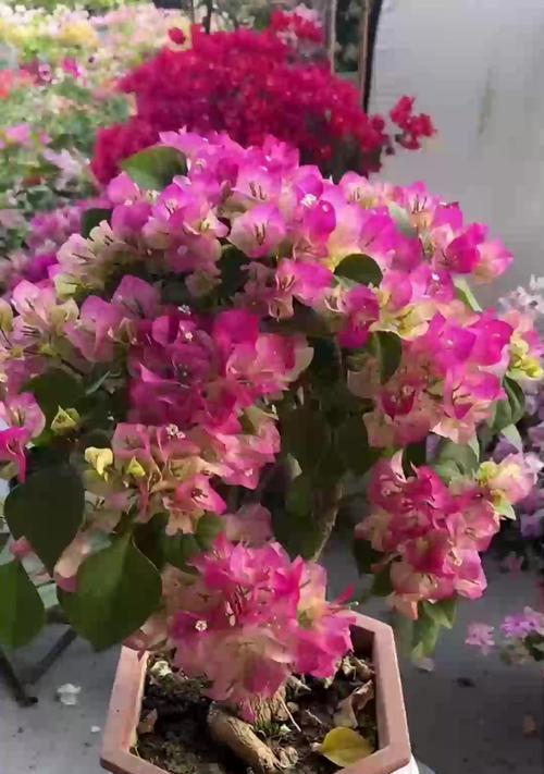 玫瑰花秋天黄叶是正常现象吗？