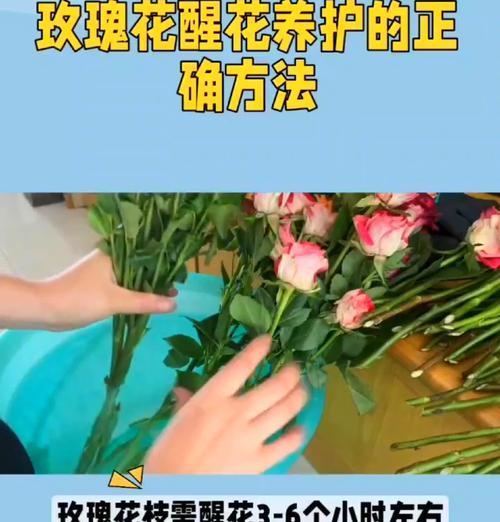 巨型玫瑰花的养护方法是什么？