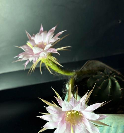 仙人球开花时间过长应如何处理？