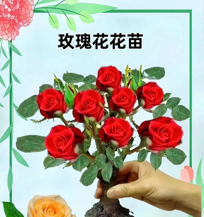 如何在桶中成功养殖玫瑰花？