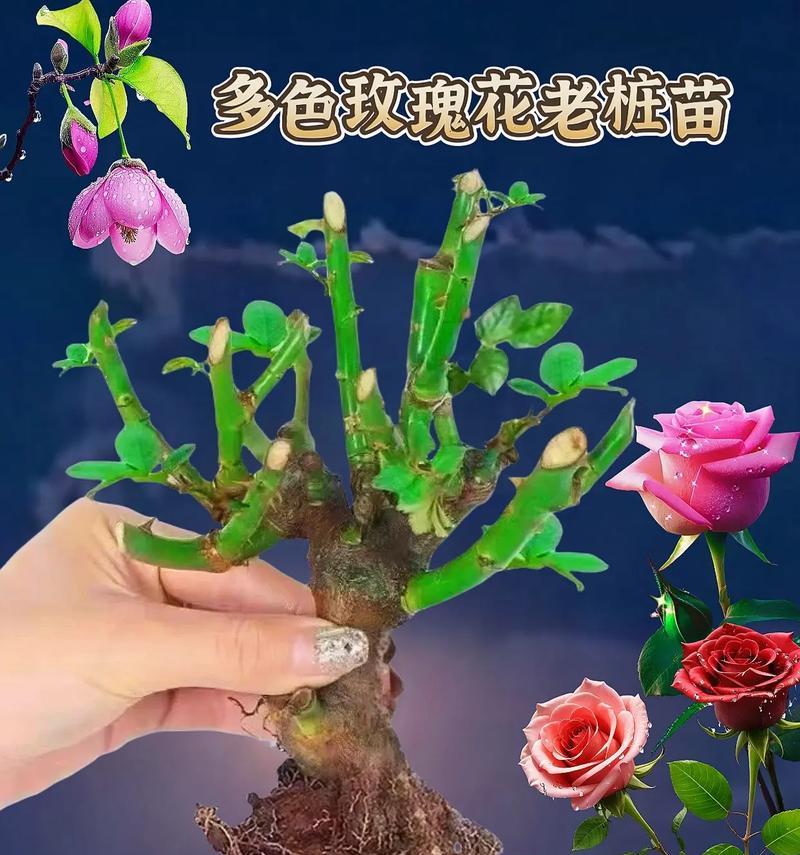 家里养殖玫瑰花不死的秘诀是什么？