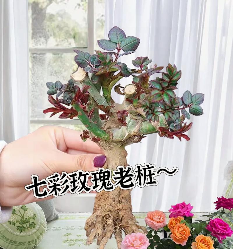 家里养殖玫瑰花不死的秘诀是什么？