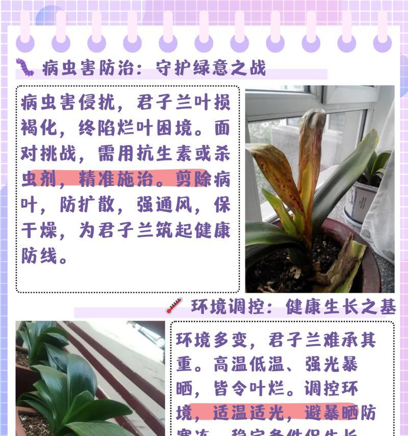 君子兰中央长叶子的解决方法是什么？