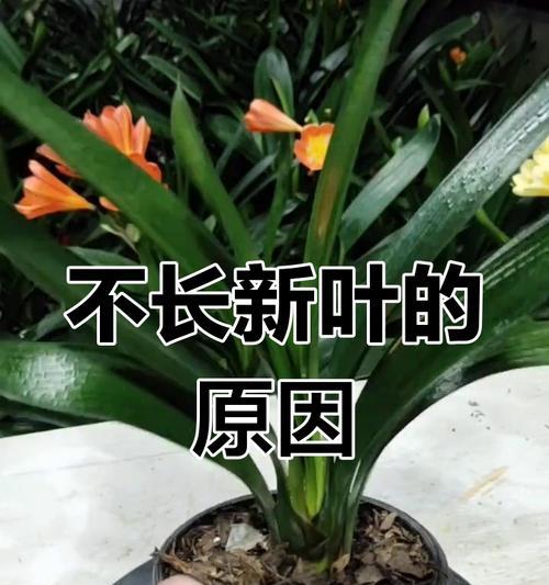 君子兰中央长叶子的解决方法是什么？