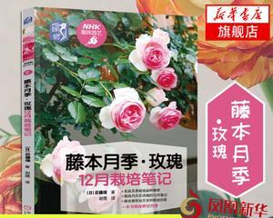 玫瑰花嘴子的修剪技巧是什么？